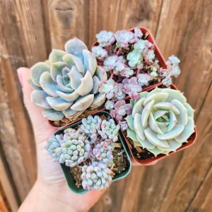 Set of 4 Pastel Succulents Live Plants - 2 Inch Potted Echeveria & Sedum - Image 2