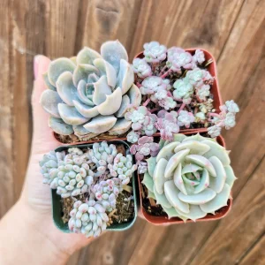 Set of 4 Pastel Succulents Live Plants - 2 Inch Potted Echeveria & Sedum - Image 3