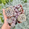 Set of 4 Pastel Succulents Live Plants - 2 Inch Potted Echeveria & Sedum - Image 1