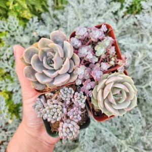 Set of 4 Pastel Succulents Live Plants - 2 Inch Potted Echeveria & Sedum - Image 1