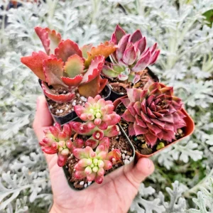 Set of 4 Red Succulents Live Plants – 2 or 4 Inch Potted – Indoor/Outdoor - Image 2