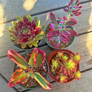 Set of 4 Red Succulents Live Plants – 2 or 4 Inch Potted – Indoor/Outdoor - Image 3