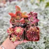 Set of 4 Red Succulents Live Plants – 2 or 4 Inch Potted – Indoor/Outdoor - Image 1