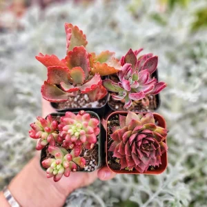 Set of 4 Red Succulents Live Plants – 2 or 4 Inch Potted – Indoor/Outdoor - Image 1