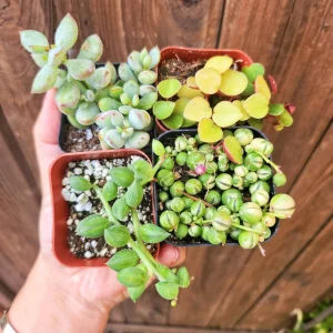 Set of 4 String Succulent Live Plants - 2 Inch Potted Houseplants - Image 2