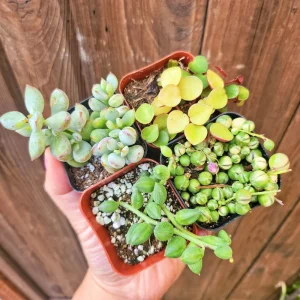 Set of 4 String Succulent Live Plants - 2 Inch Potted Houseplants - Image 1