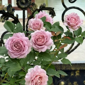 Sharitetowa Cupped Rose Live Plant - Beige, Brown, Gray-Purple Blooms, 80-100 cm Tall - Image 2