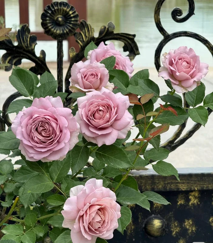 Sharitetowa Cupped Rose Live Plant - Beige, Brown, Gray-Purple Blooms, 80-100 cm Tall - Image 2