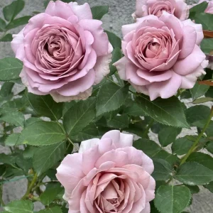 Sharitetowa Cupped Rose Live Plant - Beige, Brown, Gray-Purple Blooms, 80-100 cm Tall - Image 3