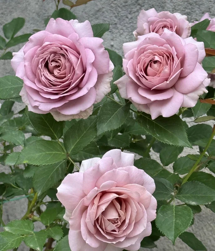 Sharitetowa Cupped Rose Live Plant - Beige, Brown, Gray-Purple Blooms, 80-100 cm Tall - Image 3