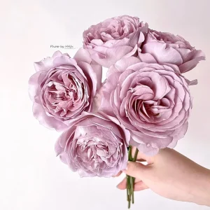 Sharitetowa Cupped Rose Live Plant - Beige, Brown, Gray-Purple Blooms, 80-100 cm Tall - Image 1