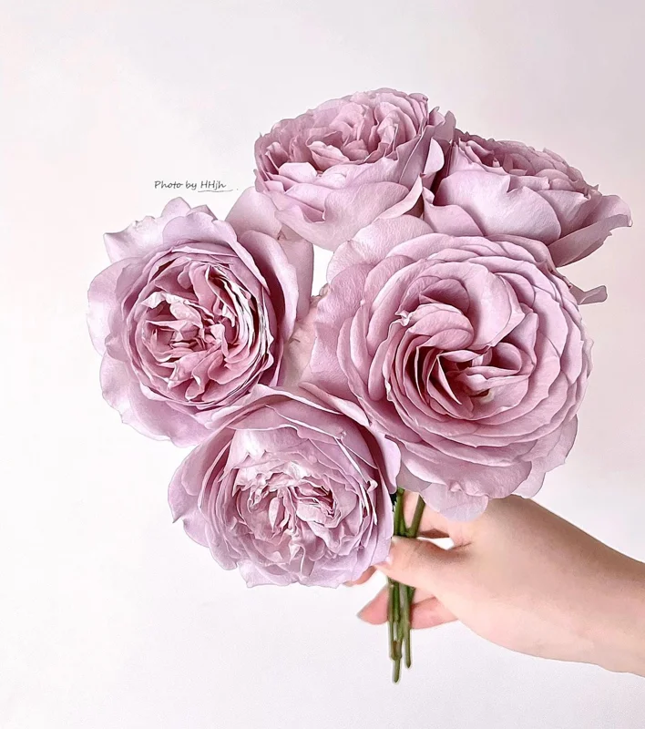 Sharitetowa Cupped Rose Live Plant - Beige, Brown, Gray-Purple Blooms, 80-100 cm Tall - Image 1