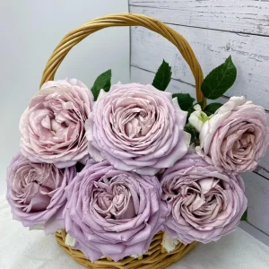 Sharitetowa Cupped Rose Live Plant - Beige, Brown, Gray-Purple Blooms, 80-100 cm Tall - Image 4