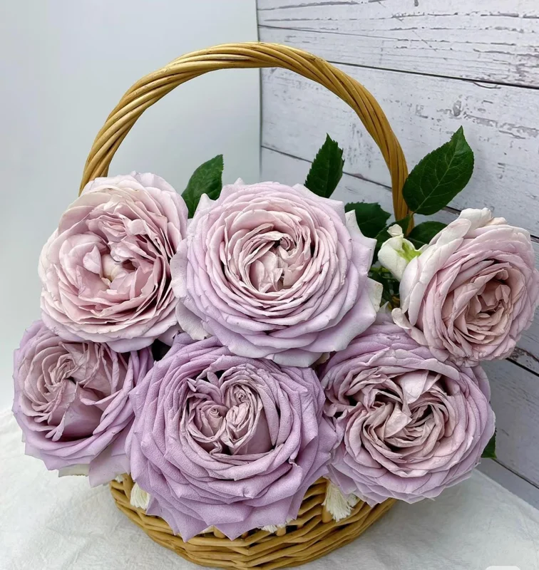 Sharitetowa Cupped Rose Live Plant - Beige, Brown, Gray-Purple Blooms, 80-100 cm Tall - Image 4