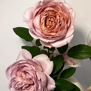 Sharitetowa Cupped Rose Live Plant - Beige, Brown, Gray-Purple Blooms, 80-100 cm Tall - Image 5
