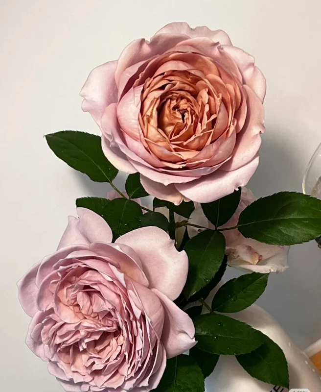 Sharitetowa Cupped Rose Live Plant - Beige, Brown, Gray-Purple Blooms, 80-100 cm Tall - Image 5