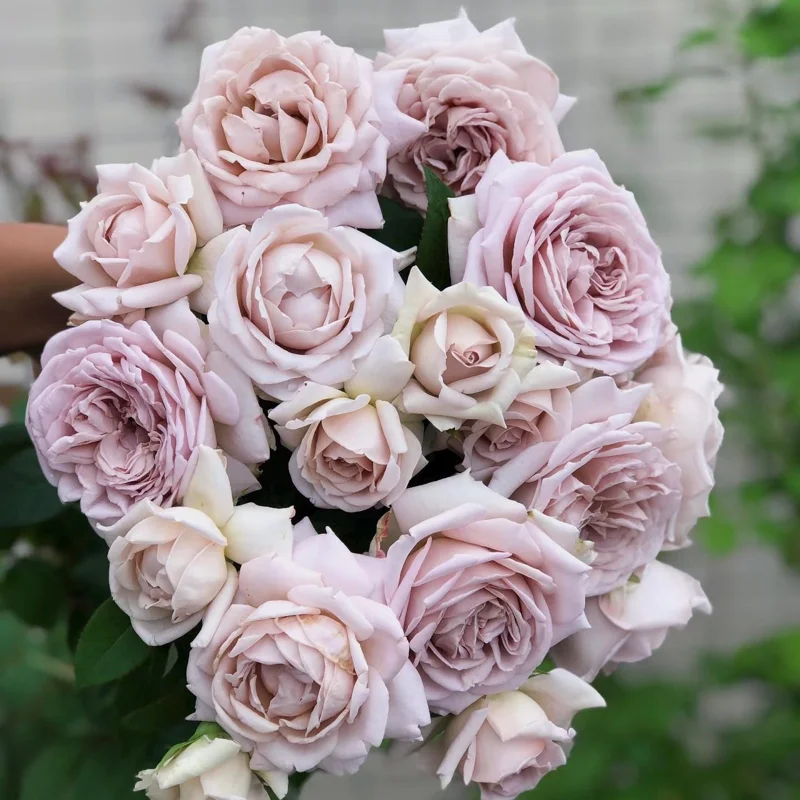 Sharitetowa Cupped Rose Live Plant - Beige, Brown, Gray-Purple Blooms, 80-100 cm Tall - Image 6