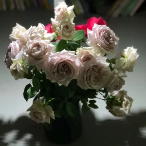 Sharitetowa Cupped Rose Live Plant - Beige, Brown, Gray-Purple Blooms, 80-100 cm Tall - Image 7