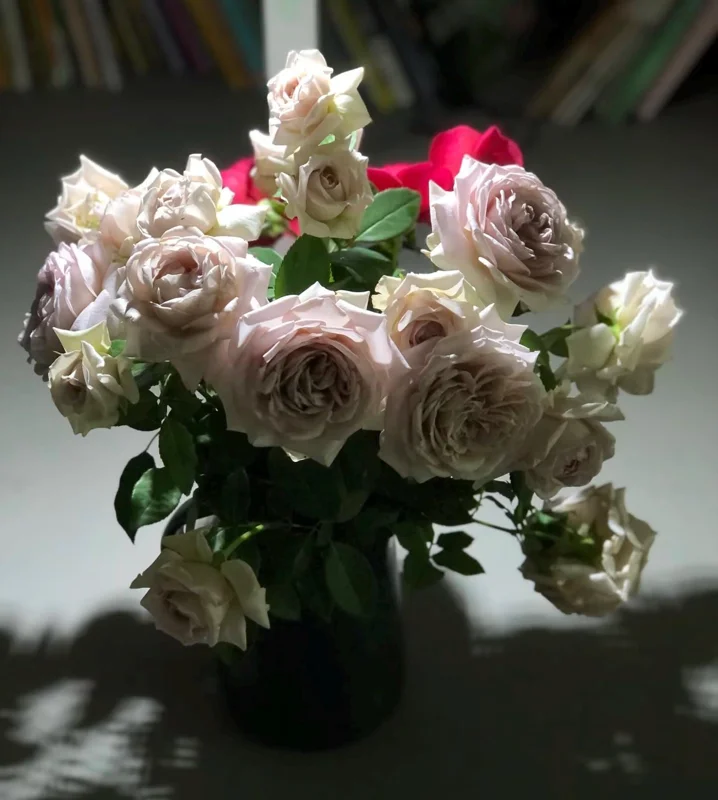 Sharitetowa Cupped Rose Live Plant - Beige, Brown, Gray-Purple Blooms, 80-100 cm Tall - Image 7