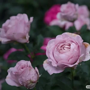 Sharitetowa Cupped Rose Live Plant - Beige, Brown, Gray-Purple Blooms, 80-100 cm Tall - Image 8