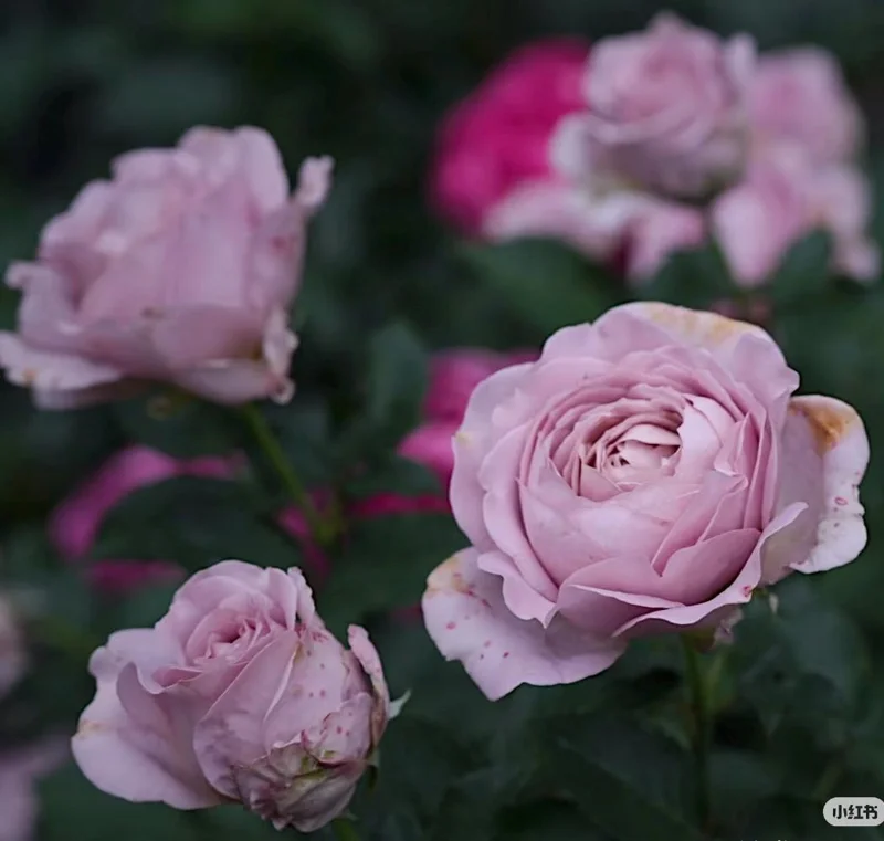 Sharitetowa Cupped Rose Live Plant - Beige, Brown, Gray-Purple Blooms, 80-100 cm Tall - Image 8
