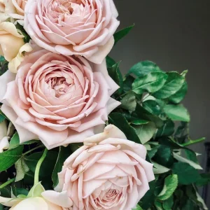 Sharitetowa Cupped Rose Live Plant - Beige, Brown, Gray-Purple Blooms, 80-100 cm Tall - Image 9