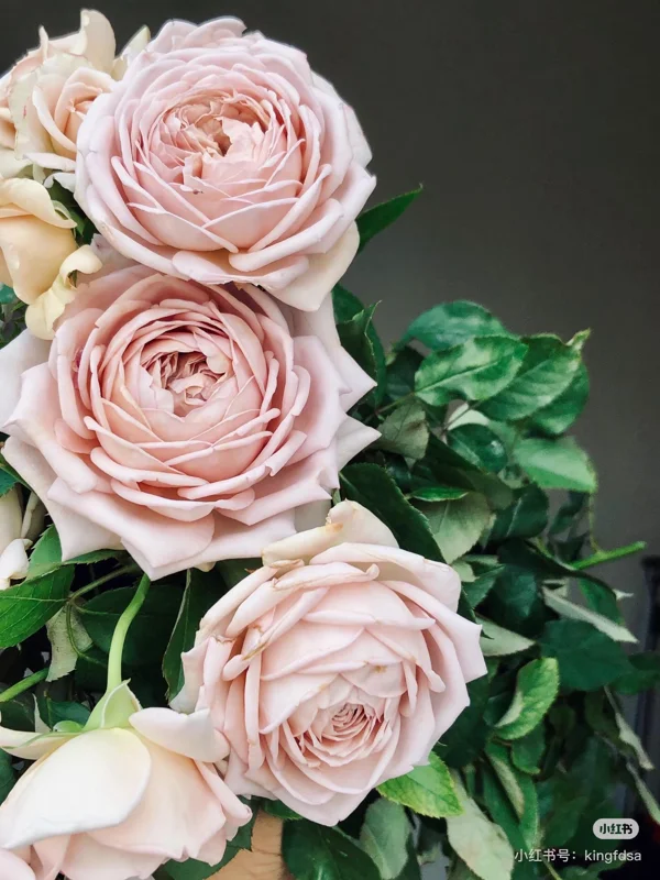 Sharitetowa Cupped Rose Live Plant - Beige, Brown, Gray-Purple Blooms, 80-100 cm Tall - Image 9