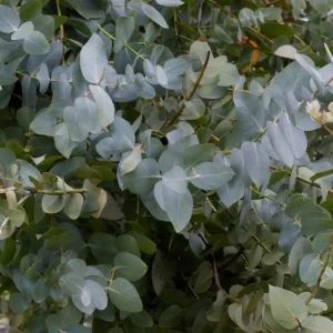 Silver Dollar Eucalyptus Live Plant – Fragrant Ornamental Tree – 4-6
