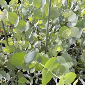 Silver Dollar Eucalyptus Live Plant – Fragrant Ornamental Tree – 4-6
