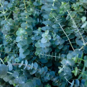 Silver Dollar Eucalyptus Live Plant – Fragrant Ornamental Tree – 4-6