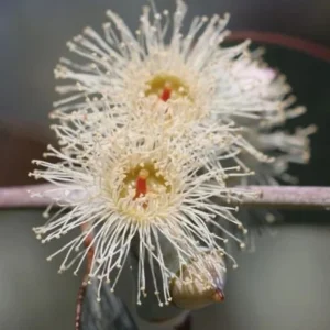 Silver Dollar Eucalyptus Live Plant – Fragrant Ornamental Tree – 4-6