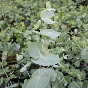 Silver Dollar Eucalyptus Live Plant – Fragrant Ornamental Tree – 4-6