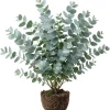 Silver Dollar Eucalyptus Live Plant – Fragrant Ornamental Tree – 4-6" Tall in 4" Pot – Indoor/Outdoor - Image 1