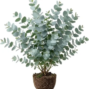 Silver Dollar Eucalyptus Live Plant – Fragrant Ornamental Tree – 4-6