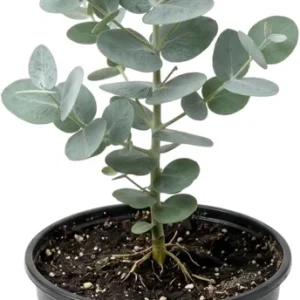 Silver Dollar Eucalyptus Live Plant – Ornamental Tree, Fragrant Leaves, 6-10