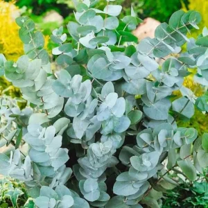 Silver Dollar Eucalyptus Live Plant – Ornamental Tree, Fragrant Leaves, 6-10