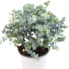 Silver Dollar Eucalyptus Live Plant – Ornamental Tree, Fragrant Leaves, 6-10" Tall in 5" Pot - Image 1