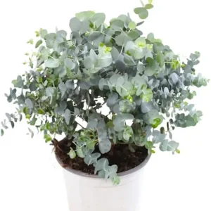Silver Dollar Eucalyptus Live Plant – Ornamental Tree, Fragrant Leaves, 6-10