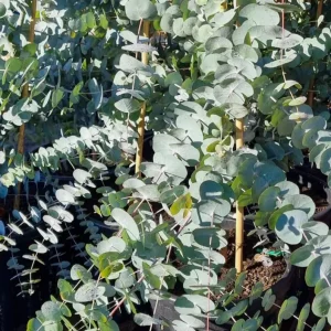 Silver Dollar Eucalyptus Live Plant – Ornamental Tree, Fragrant Leaves, 6-10
