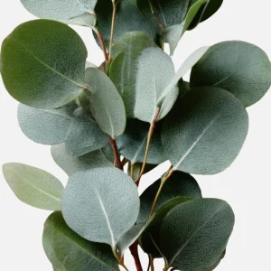Silver Dollar Eucalyptus Live Plant – Ornamental Tree, Fragrant Leaves, 6-10