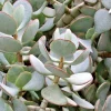 Silver Dollar Jade Succulent Cuttings - Crassula Arborescens - 3 Live 2-4" Unrooted Plants - Indoor/Outdoor - Image 1
