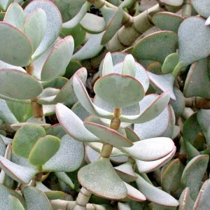 Silver Dollar Jade Succulent Cuttings - Crassula Arborescens - 3 Live 2-4