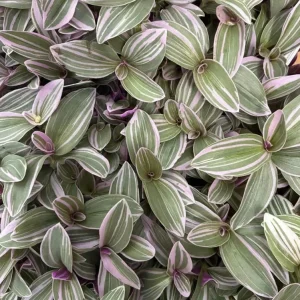 Silver Pink Wandering Jew Live Plant, Tradescantia Mini Variegated, 2
