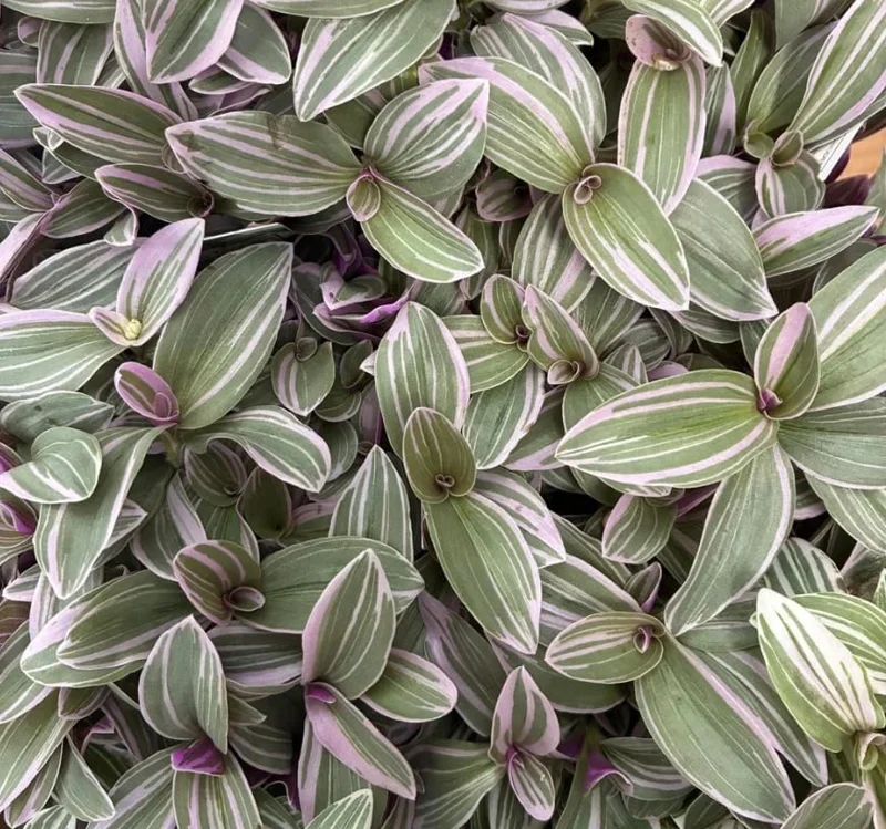 Silver Pink Wandering Jew Live Plant, Tradescantia Mini Variegated, 2" Pot, Indoor/Outdoor - Image 2