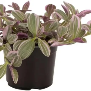 Silver Pink Wandering Jew Live Plant, Tradescantia Mini Variegated, 2