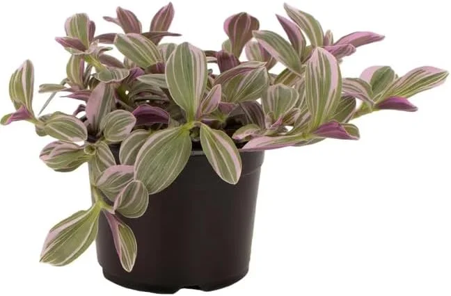 Silver Pink Wandering Jew Live Plant, Tradescantia Mini Variegated, 2" Pot, Indoor/Outdoor - Image 3
