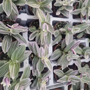 Silver Pink Wandering Jew Live Plant, Tradescantia Mini Variegated, 2