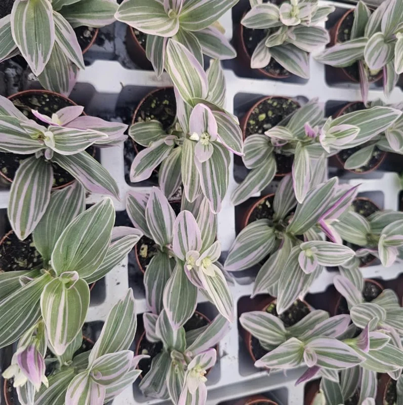 Silver Pink Wandering Jew Live Plant, Tradescantia Mini Variegated, 2" Pot, Indoor/Outdoor - Image 4