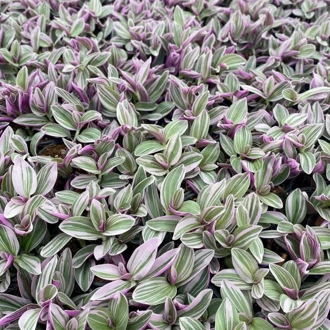 Silver Pink Wandering Jew Live Plant, Tradescantia Mini Variegated, 2" Pot, Indoor/Outdoor - Image 1