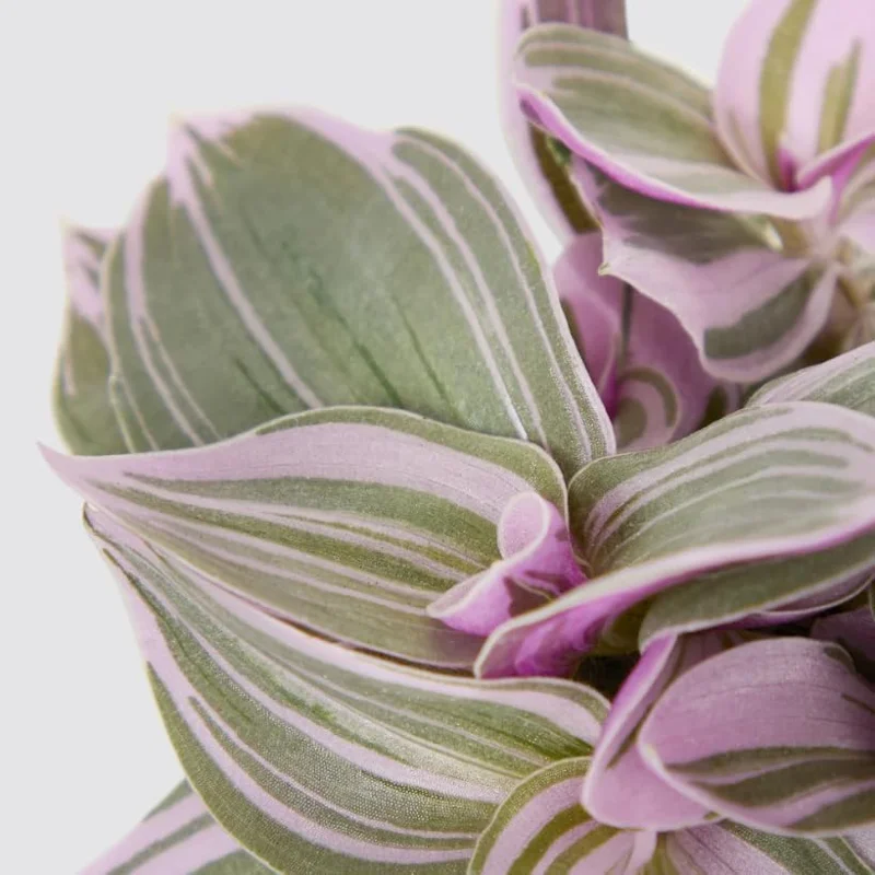 Silver Pink Wandering Jew Live Plant, Tradescantia Mini Variegated, 2" Pot, Indoor/Outdoor - Image 5